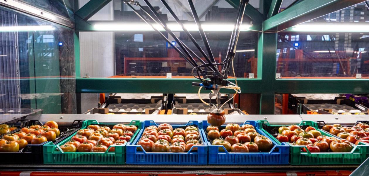 SortiPack® Beef Tomatoes at A&G van den Bosch
