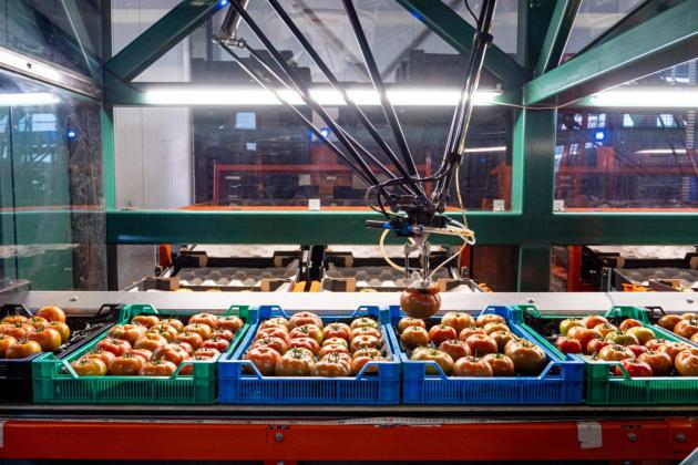 SortiPack® Beef Tomatoes at A&G van den Bosch