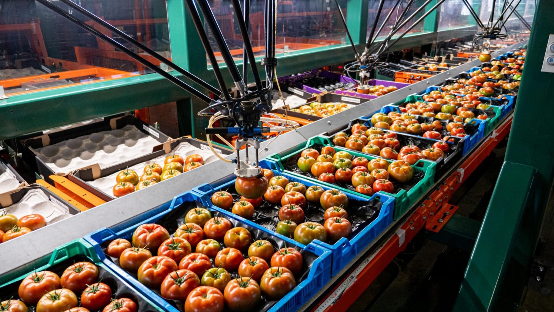 SORTIPACK® BEEF TOMATO