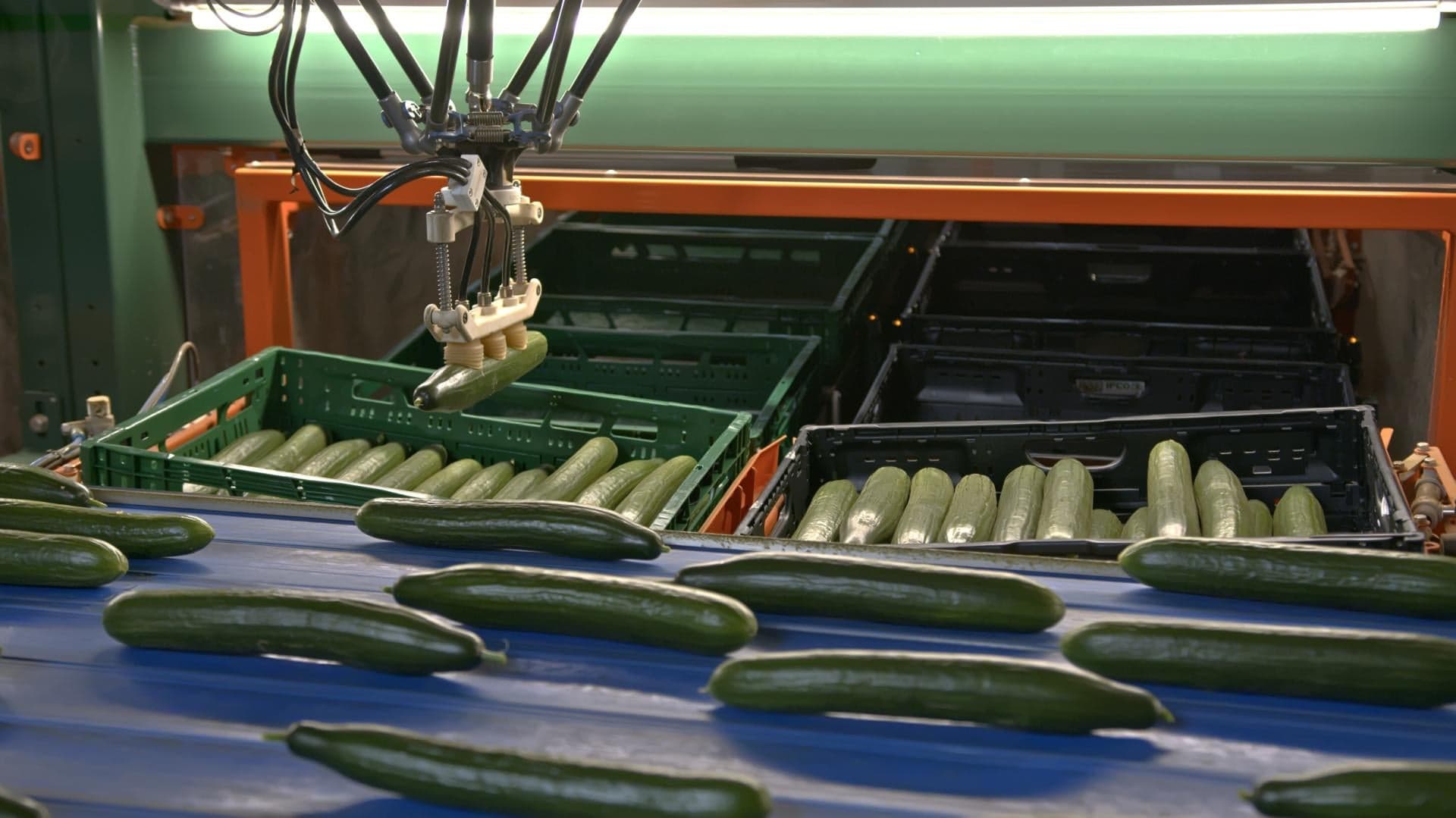 SORTIPACK® CUCUMBER